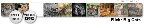 Flickr Big Cats - post 1 give 1 award . Get yours at bighugelabs.com